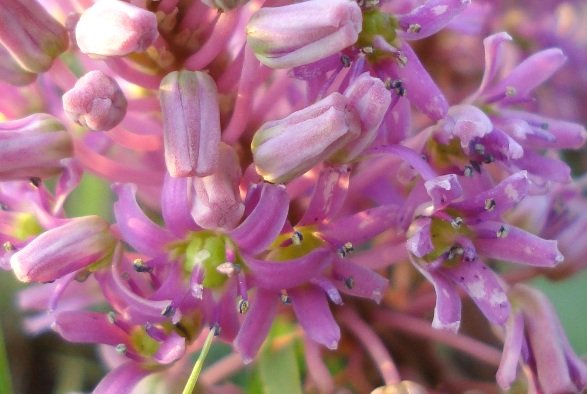 Ledebouria sandersonii flowers
